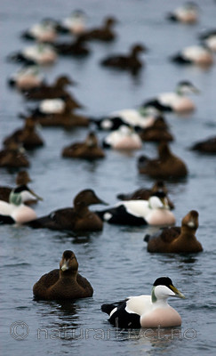 BB 08 0133 / Somateria mollissima / ærfugl